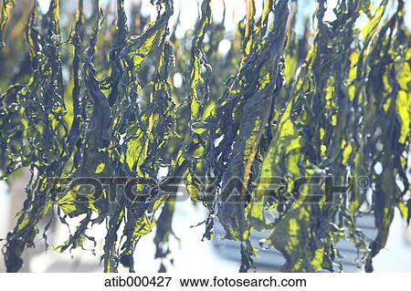 Dried Seaweed View Large Photo Image Stock Photo - Dried Seaweed. Fotosearch
