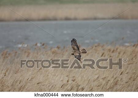 Eastern Marsh Harrier View Large Photo Image Picture - Eastern Marsh Harrier. Fotosearch