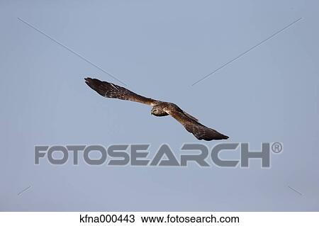 Stock Image - Eastern Marsh Harrier. Fotosearch