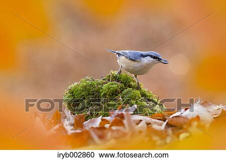 Eurasian Nuthatch View Large Photo Image Stock Image - Eurasian Nuthatch. Fotosearch