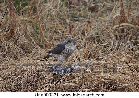 Eurasian Sparrowhawk View Large Photo Image Stock Image - Eurasian Sparrowhawk. Fotosearch