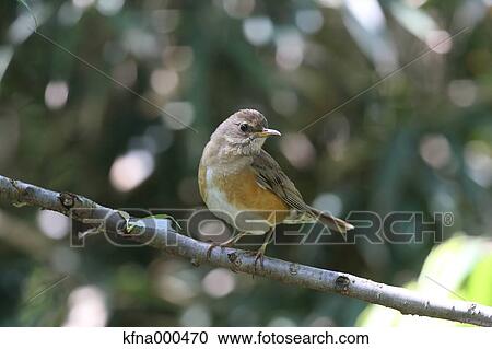 Eyebrowed Thrush View Large Photo Image Stock Image - Eyebrowed Thrush. Fotosearch