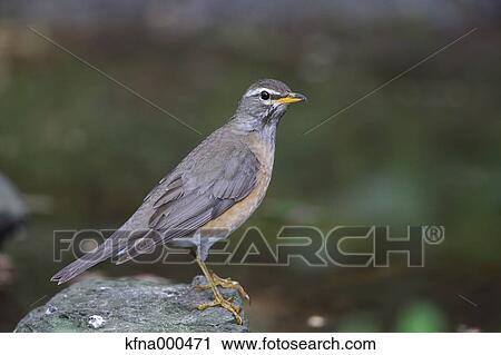 Eyebrowed Thrush View Large Photo Image Stock Image - Eyebrowed Thrush. Fotosearch