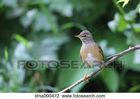 Eyebrowed Thrush View Large Photo Image Stock Image - Eyebrowed Thrush. Fotosearch