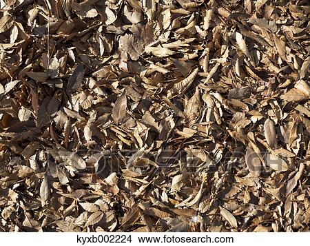 Fallen leaves View Large Photo Image Picture - Fallen leaves. Fotosearch