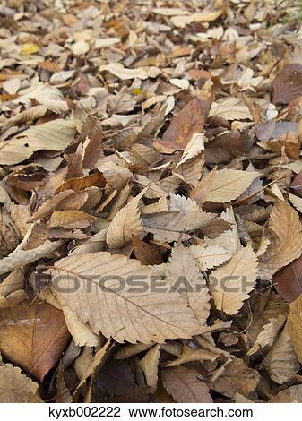 Fallen leaves View Large Photo Image Stock Image - Fallen leaves. Fotosearch