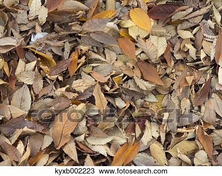 Fallen leaves View Large Photo Image Stock Image - Fallen leaves. Fotosearch