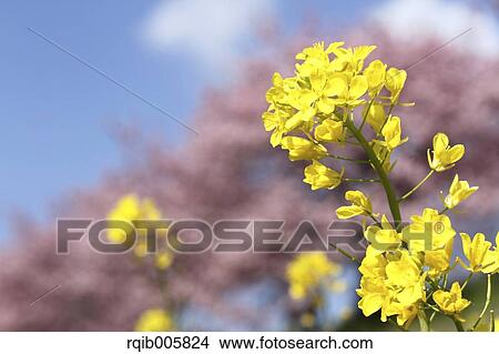 Field mustard View Large Photo Image Picture - Field mustard. Fotosearch