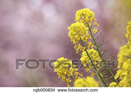 Picture - Field mustard. Fotosearch