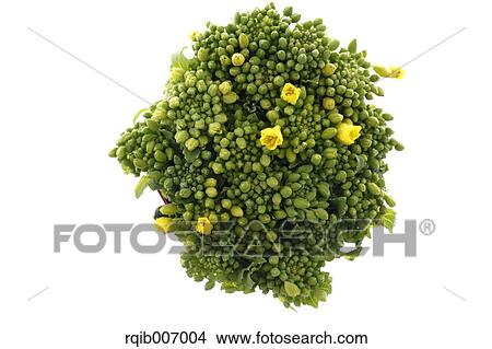 Field mustard View Large Photo Image Picture - Field mustard. Fotosearch