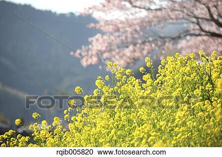 Field mustard View Large Photo Image Stock Image - Field mustard. Fotosearch