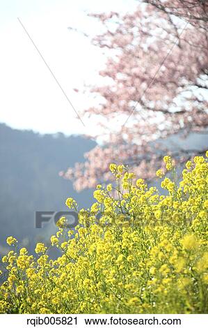 Stock Image - Field mustard. Fotosearch