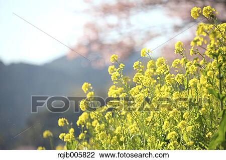 Field mustard View Large Photo Image Stock Image - Field mustard. Fotosearch