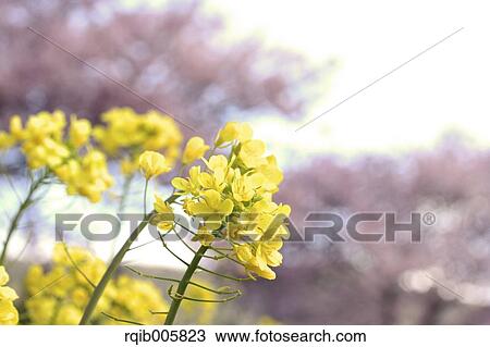 Stock Image - Field mustard. Fotosearch