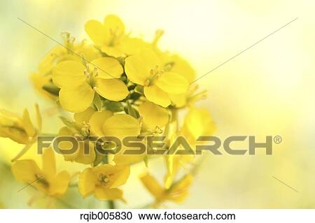 Field mustard View Large Photo Image Stock Image - Field mustard. Fotosearch
