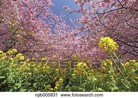 Stock Image - Field mustard. Fotosearch