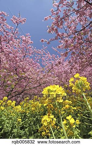 Stock Image - Field mustard. Fotosearch