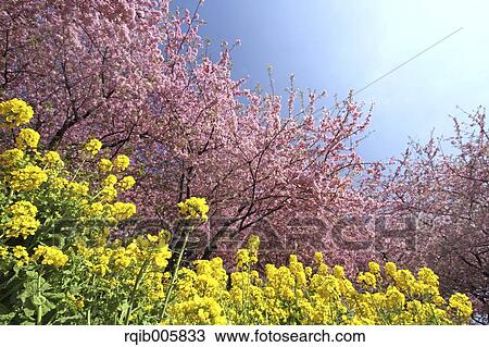 Stock Image - Field mustard. Fotosearch