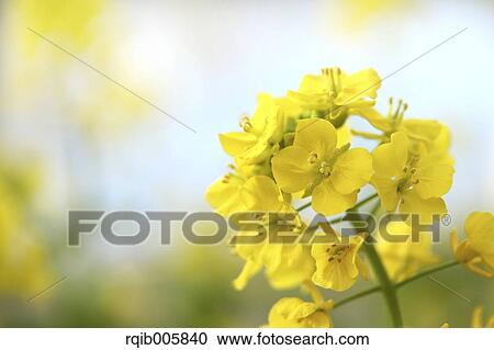 Stock Image - Field mustard. Fotosearch