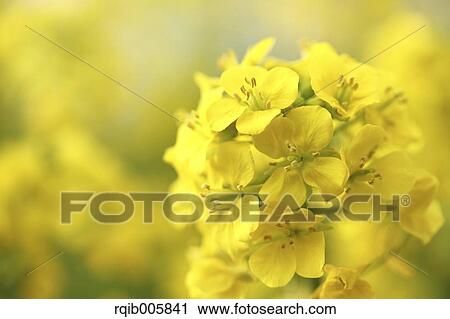 Field mustard View Large Photo Image Stock Image - Field mustard. Fotosearch