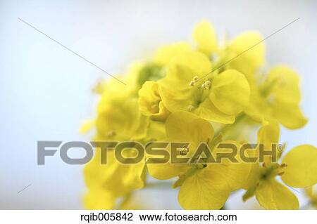 Field mustard View Large Photo Image Stock Image - Field mustard. Fotosearch