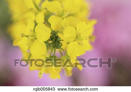 Field mustard View Large Photo Image Stock Image - Field mustard. Fotosearch