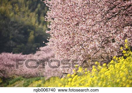 Field mustard View Large Photo Image Stock Image - Field mustard. Fotosearch