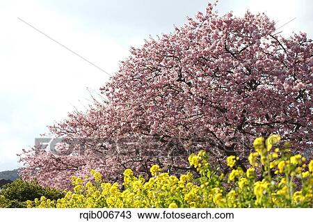 Field mustard View Large Photo Image Stock Image - Field mustard. Fotosearch