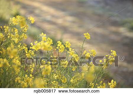 Field mustard View Large Photo Image Stock Photo - Field mustard. Fotosearch