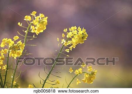 Stock Photo - Field mustard. Fotosearch