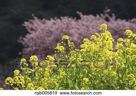 Stock Photo - Field mustard. Fotosearch