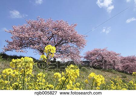 Stock Photo - Field mustard. Fotosearch