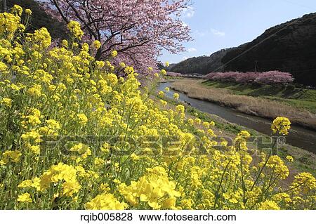 Field mustard View Large Photo Image Stock Photo - Field mustard. Fotosearch