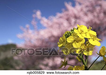 Stock Photo - Field mustard. Fotosearch