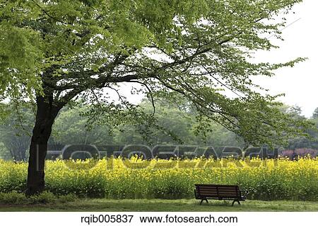 Stock Photo - Field mustard. Fotosearch