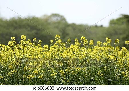 Stock Photo - Field mustard. Fotosearch