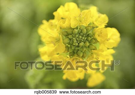 Field mustard View Large Photo Image Stock Photo - Field mustard. Fotosearch