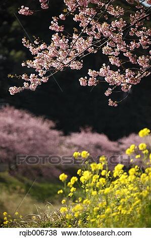 Field mustard View Large Photo Image Stock Photo - Field mustard. Fotosearch