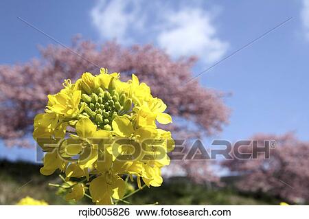 Stock Photograph - Field mustard. Fotosearch