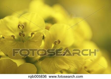 Stock Photograph - Field mustard. Fotosearch
