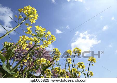 Stock Photography - Field mustard. Fotosearch