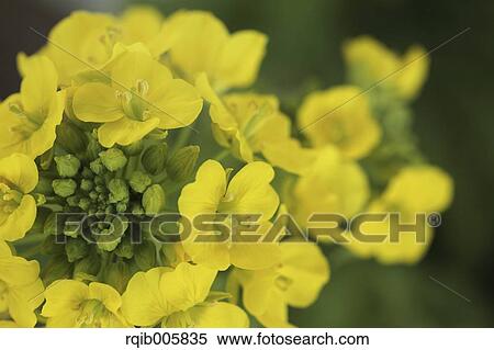 Field mustard View Large Photo Image Stock Photography - Field mustard. Fotosearch