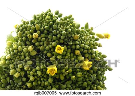 Stock Photography - Field mustard. Fotosearch