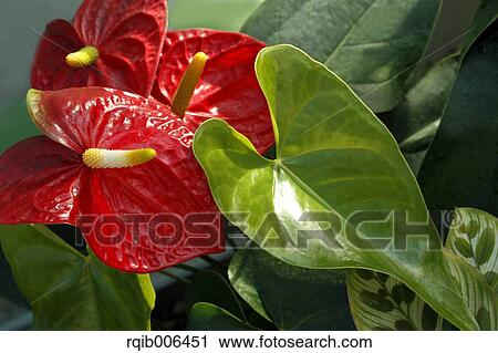 Flamingo Lily View Large Photo Image Stock Image - Flamingo Lily. Fotosearch