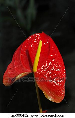 Flamingo Lily View Large Photo Image Stock Image - Flamingo Lily. Fotosearch