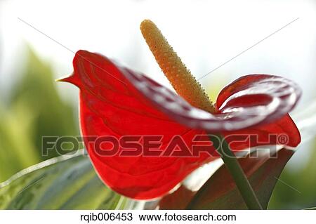 Flamingo Lily View Large Photo Image Stock Image - Flamingo Lily. Fotosearch