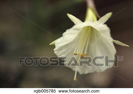 Flower close-up View Large Photo Image Stock Photography - Flower close-up. Fotosearch