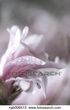 Stock Image - Flowers close-up. Fotosearch