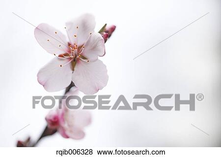 Stock Photo - Flowers close-up. Fotosearch