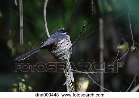 Flycatcher View Large Photo Image Stock Photo - Flycatcher. Fotosearch